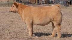 WEBSTER TAG 69 STEER