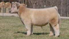 ASHWORTH TAG 84 STEER