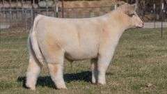ASHWORTH TAG 81 STEER