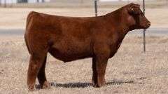 CHAPLIN TAG 65 STEER