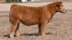 CHAPLIN TAG 810 STEER