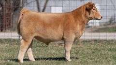ASHWORTH TAG 95 STEER