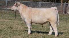 ASHWORTH TAG 94 STEER