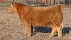 WEBSTER TAG 48773 STEER