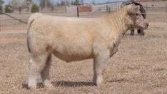 CHAPLIN TAG 05 STEER