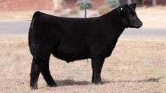 WEBSTER TAG 34 STEER