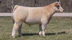 ASHWORTH TAG 89 STEER