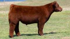L5 TAG 56B STEER
