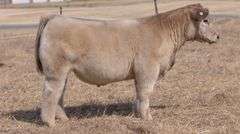 WEBSTER TAG 93618 STEER