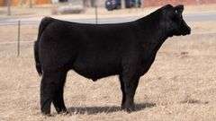 WEBSTER TAG 62 STEER