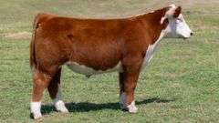 L5 TAG 59018 STEER