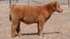 CHAPLIN TAG 01 STEER