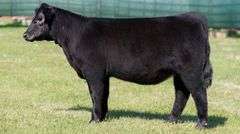 MARTIN TAG 8 HEIFER