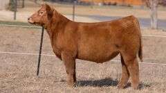 WEBSTER TAG 595 STEER