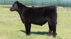 MARTIN TAG 443 BULL/STEER