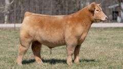 ASHWORTH TAG 90 STEER