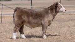 CHAPLIN TAG SILVER BALDY STEER