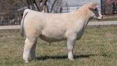 ASHWORTH TAG 91 STEER
