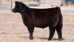 CHAPLIN TAG DM2 STEER