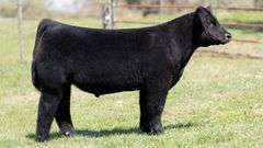 MARTIN TAG 1 STEER