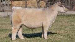 ASHWORTH TAG 85 STEER