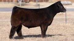 WEBSTER TAG 918 STEER