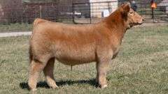 ASHWORTH TAG 100 STEER