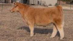 WEBSTER TAG NT STEER