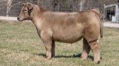 ASHWORTH TAG 102 STEER