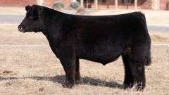 WEBSTER TAG NT BLACK STEER