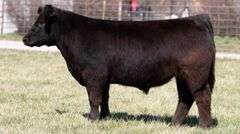 ASHWORTH TAG 105 STEER