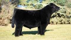 ASHWORTH SEMEN BUNDLE 2