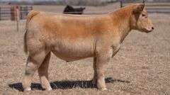 CHAPLIN TAG NT GOLD STEER