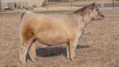 WEBSTER TAG 196 STEER
