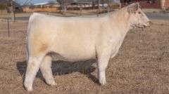 WEBSTER TAG 72 STEER