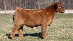 ASHWORTH TAG 98 STEER
