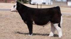 WEBSTER TAG 39 STEER
