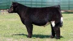MARTIN TAG 3 STEER