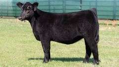 MARTIN TAG 2 HEIFER