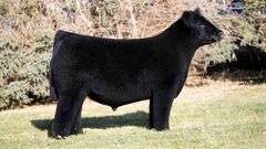 ASHWORTH SEMEN BUNDLE 2