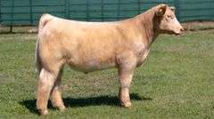 MARTIN TAG 11 STEER
