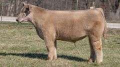 ASHWORTH TAG 96 STEER