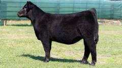 MARTIN TAG 2 HEIFER