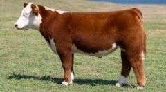 L5 TAG A170 STEER