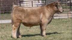 ASHWORTH TAG 103 STEER