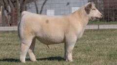 ASHWORTH TAG 86 STEER