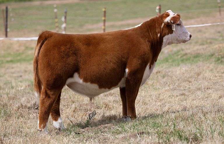 WCOC TAG 296 BULL/STEER