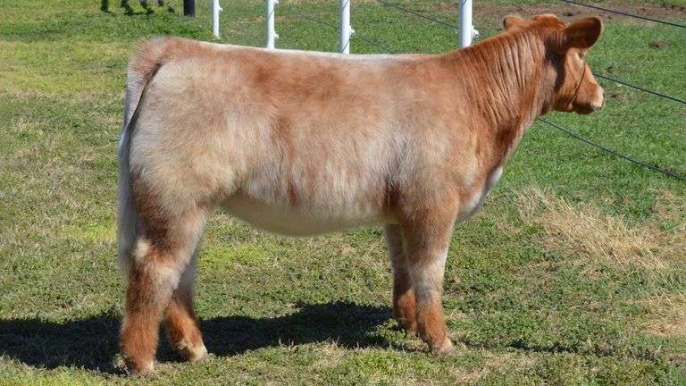 WELSHANS TAG 1501 HEIFER