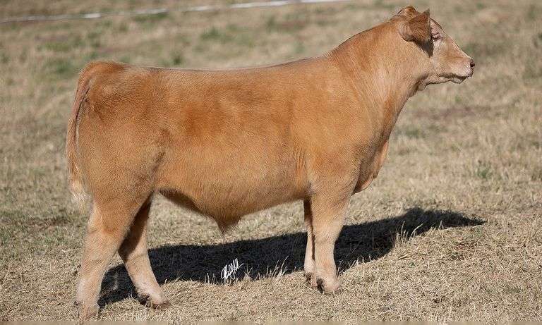 WCOC TAG 385 STEER