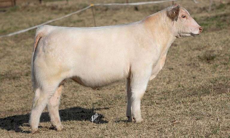 WCOC TAG 405 BULL/STEER